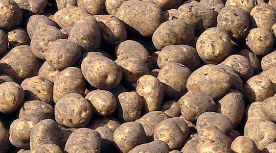 Kako povećati veličinu gomolja krumpira