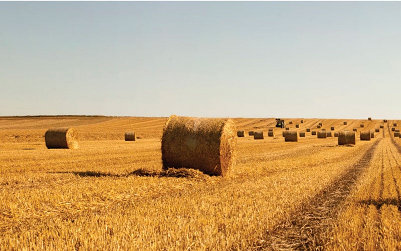 Izvor dušika i proljetno planiranje