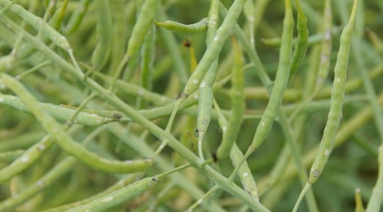 Kako produžiti trajanje biljnog pokrova uljane repice