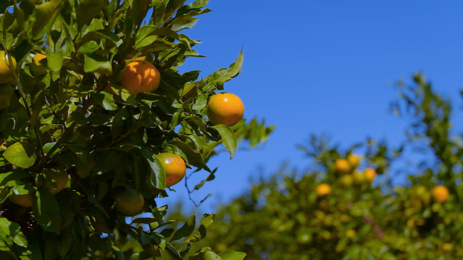 Programi prihrane mandarine hranjivima