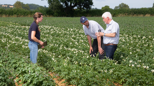 Dobiva li vaš krumpir dovoljno kalcija?