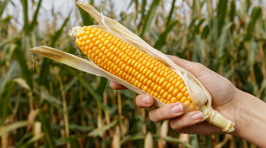 Kako povećati prinos silažnog kukuruza