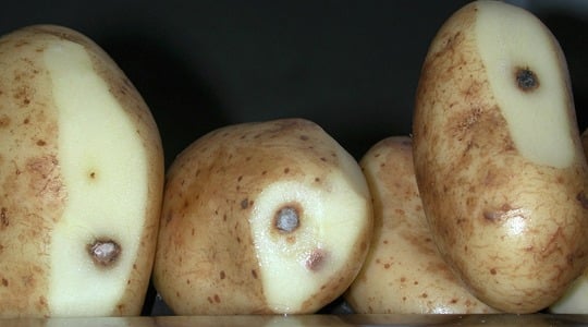 Kako smanjiti diskoloraciju gomolja krumpira