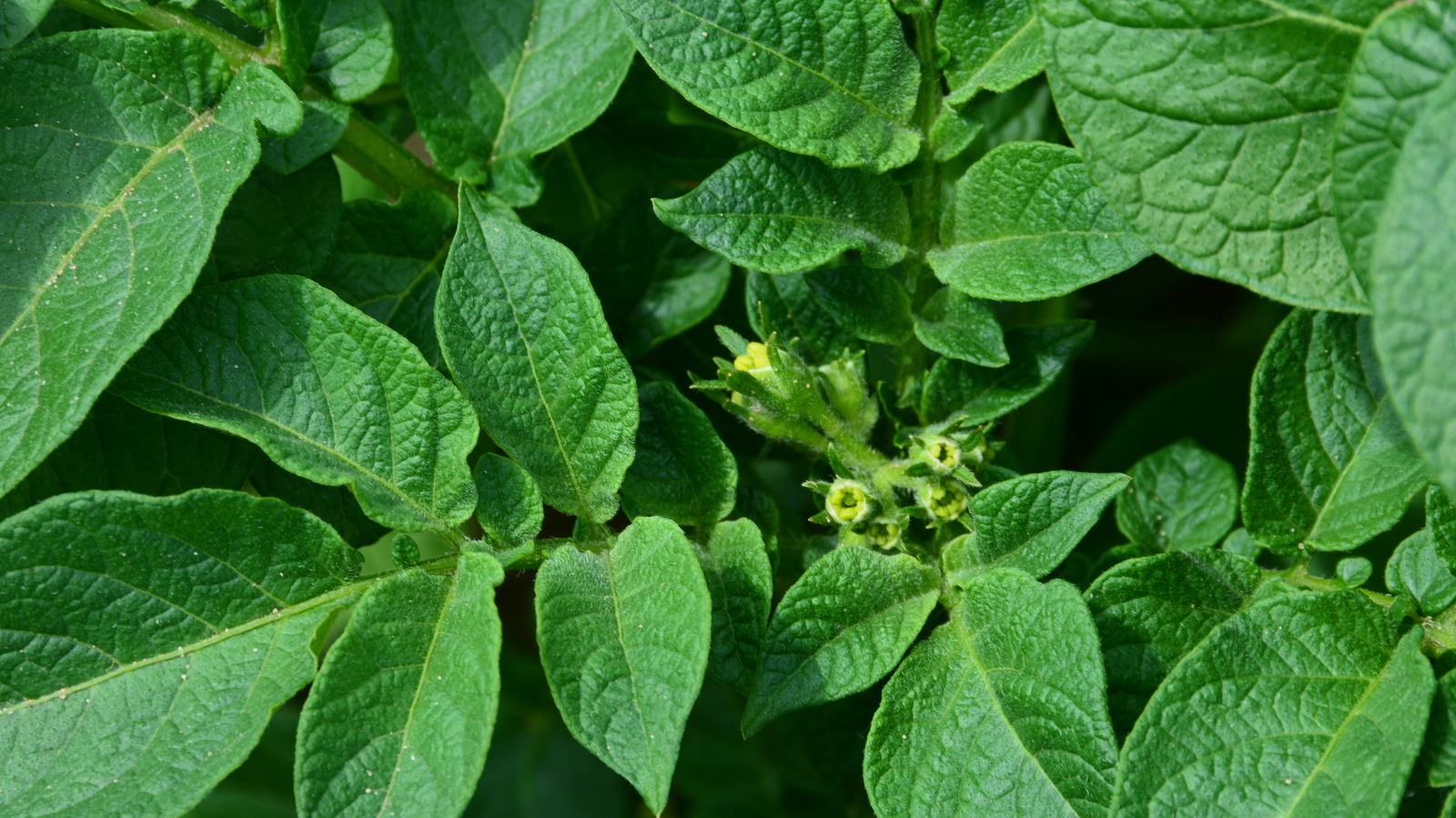 Programi prihrane krumpira hranjivima