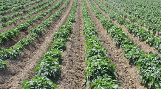 Prihrana krumpira - sažetak